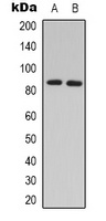 GRK3 antibody