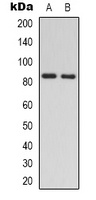 RAD54A antibody