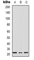 MRPS17 antibody