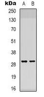 ATP5F1 antibody