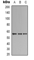 Anti-B3GALTL Antibody