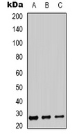 Anti-BSX Antibody