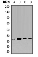 Carbonic Anhydrase 12 antibody