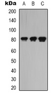 LRRC41 antibody