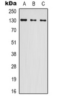 Anti-NOL8 Antibody