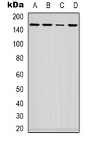 ARHGAP23 antibody