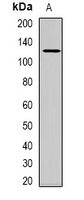 Anti-USP48 Antibody