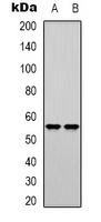 DNA Polymerase mu antibody