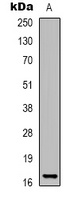 Histone H3 antibody