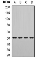 LXR alpha antibody