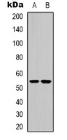 CHRNA9 antibody