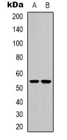 Anti-CHRNA9 Antibody