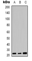 FGF20 antibody