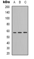 Angiopoietin 2 antibody