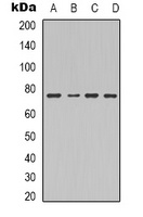 Factor XIII B antibody