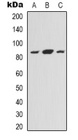 NOXIN antibody