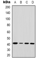 EDA antibody