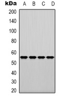 Fascin antibody