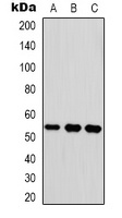 Vitronectin antibody