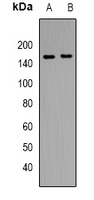 Anti-CD13 Antibody
