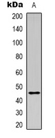 Anti-CD107b Antibody