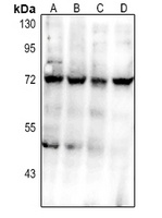 CD112 antibody