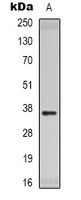Anti-CD300c Antibody