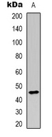 Anti-CD209 Antibody