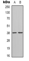 Inhibin beta E antibody