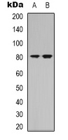 Anti-NRG3 Antibody