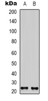 Neurturin antibody