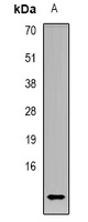 CCL4L1 antibody