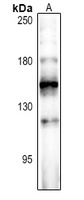Anti-FOG2 Antibody