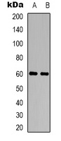 CHRM5 antibody