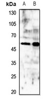 Anti-Histamine H1 Receptor Antibody