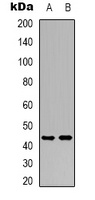 Anti-MC5 Receptor Antibody
