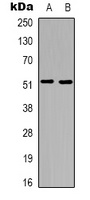 Neurokinin B receptor antibody