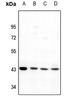 GPR170 antibody