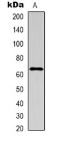 Anti-IL-16 Antibody