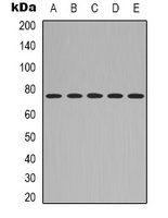 Anti-CD271 Antibody