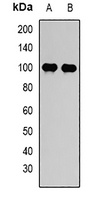 Anti-STAT5B Antibody
