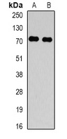 TBRG4 antibody