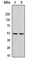 Anti-RBFOX3 Antibody