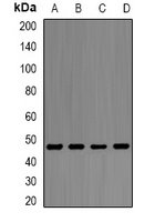 ENO1 antibody