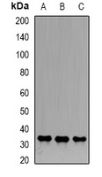 Anti-Emerin Antibody
