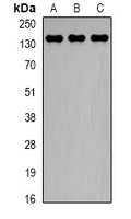 Anti-CTCF Antibody