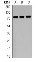 Anti-TCF4 Antibody