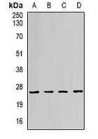 RAB11A antibody