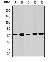 Anti-FAAH Antibody
