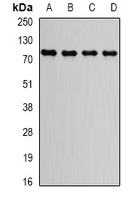 Anti-GGA2 Antibody